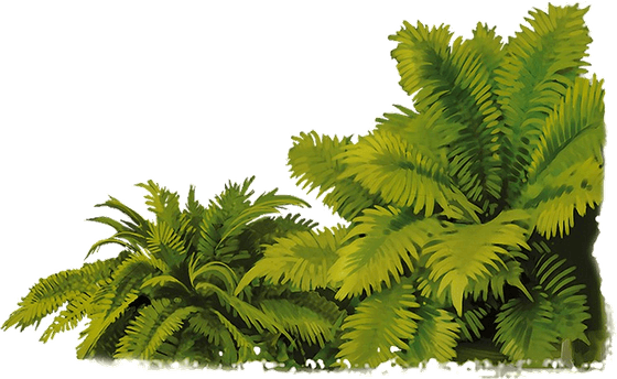 Jungle Leaves Border PNG