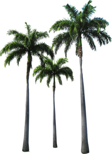 Florida Palm Tree PNG