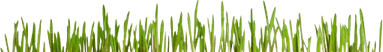 Moving Grass PNG