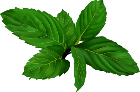 Peppermint PNG