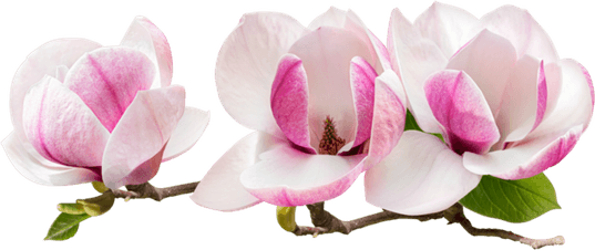 Magnolia Flower PNG