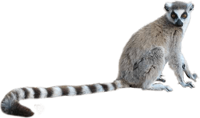 Lemurs PNG