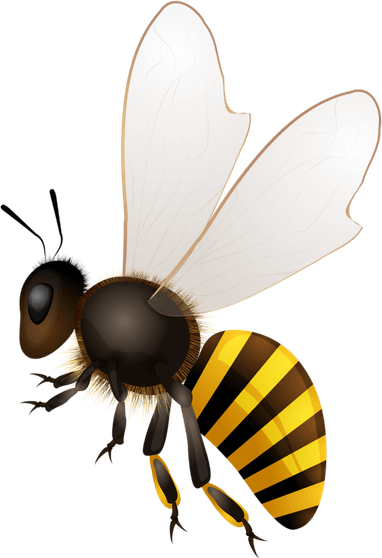 Bumblebee Insect PNG