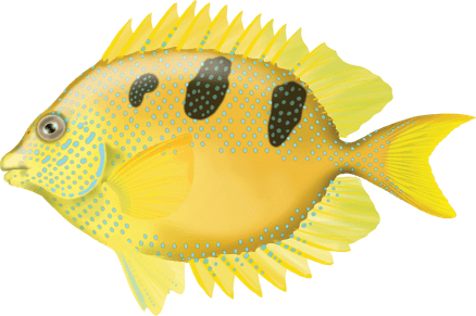 Rabbit Fish PNG