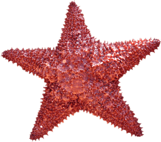 Starfish PNG
