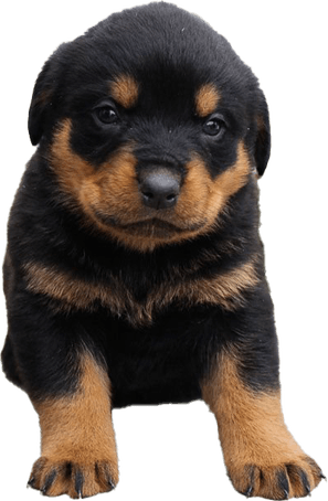 Rottweiler PNG