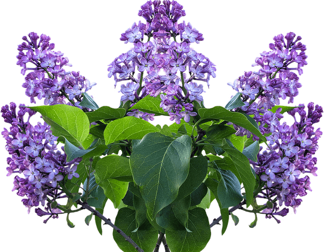 Lilac PNG
