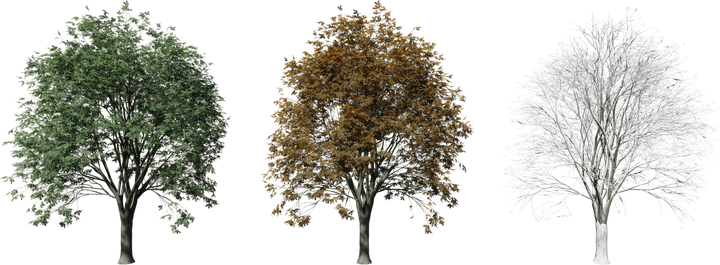 Oak Tree PNG