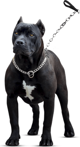 Pit Bulls PNG