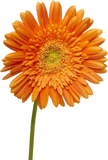 Dahlias PNG