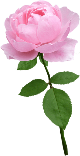 Green And Pink Flower PNG