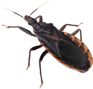 Kissing Bug PNG