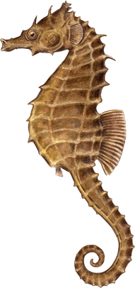 Seahorse PNG
