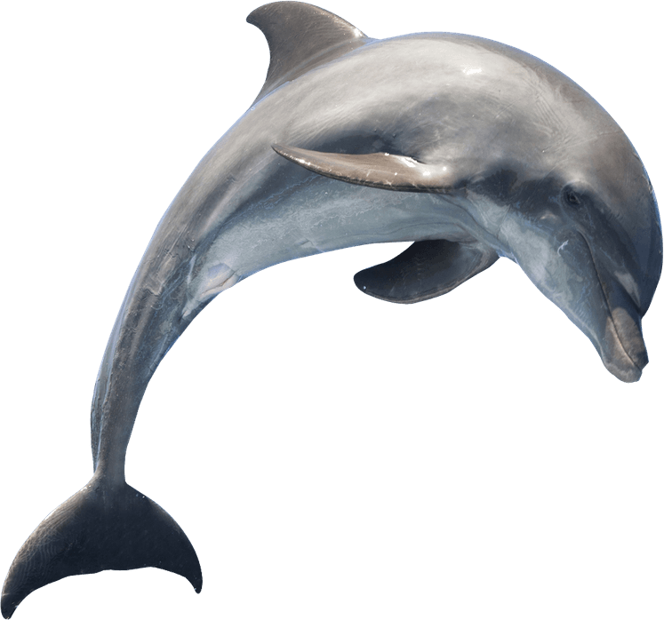 Oceanic Dolphins PNG