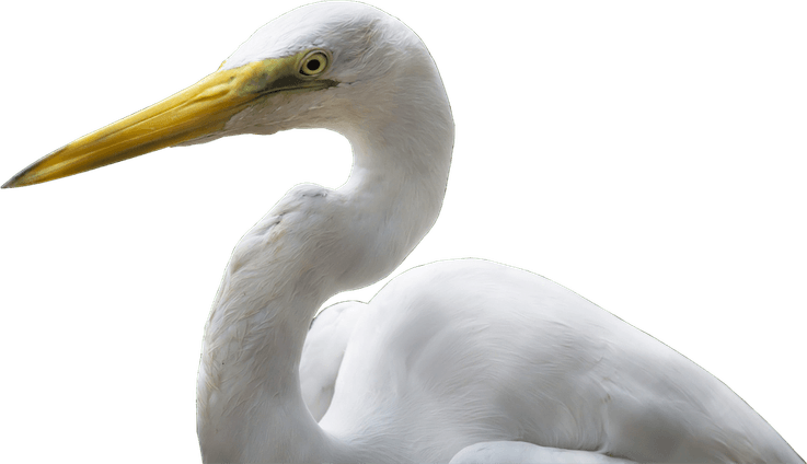 Crane Bird PNG