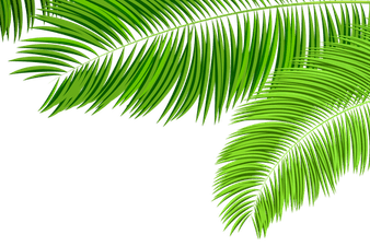 Palm Leaf PNG