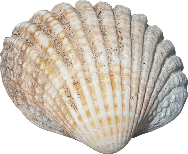 Seashell PNG