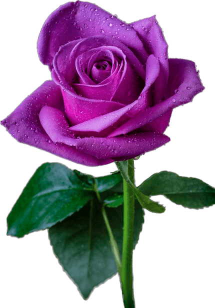Purple Rose PNG
