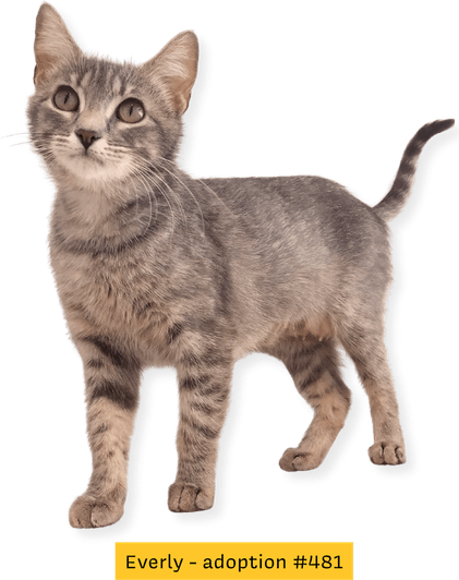 Petting Cat PNG
