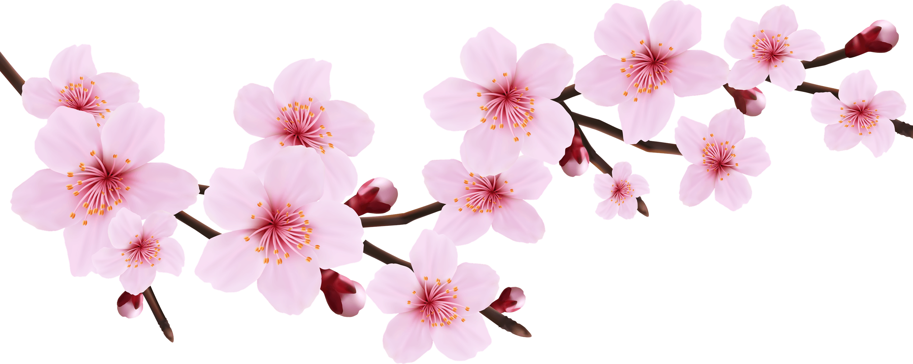 Cherry Blossom PNG
