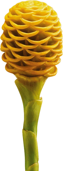 Ginger Flower PNG
