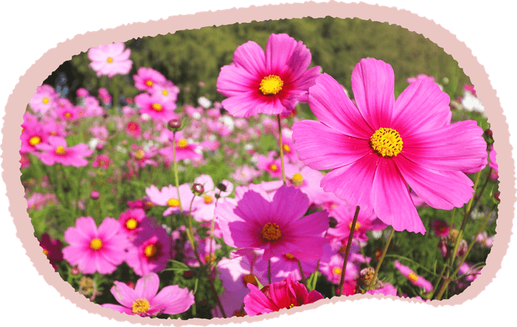 Pink Cosmos Flower PNG