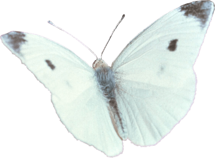 Cabbage Butterfly PNG
