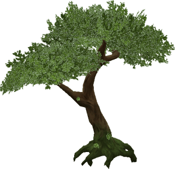 Rainforest Tree PNG