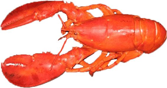 Lobster PNG