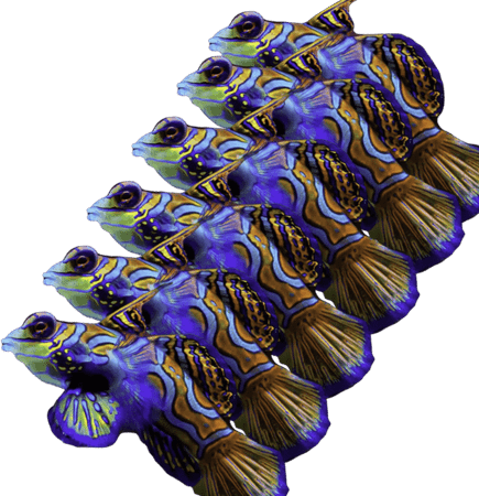Mandarin Fish PNG