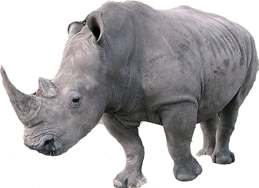 Rhinoceros PNG