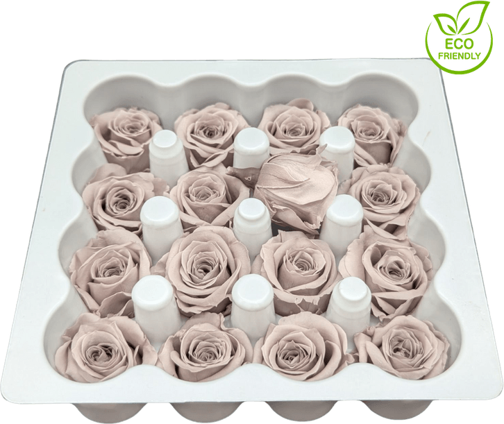 Beige Rose PNG