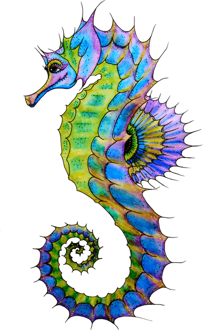 Seahorse PNG