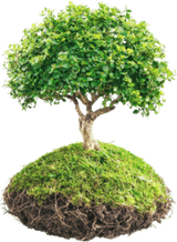 Tree With Grass PNG
