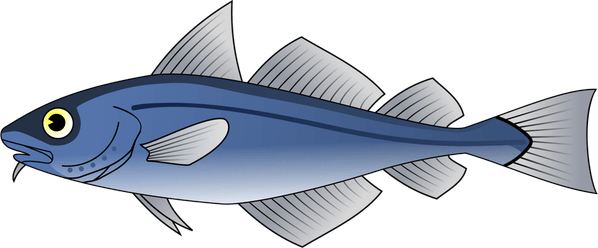 Atlantic Cod PNG
