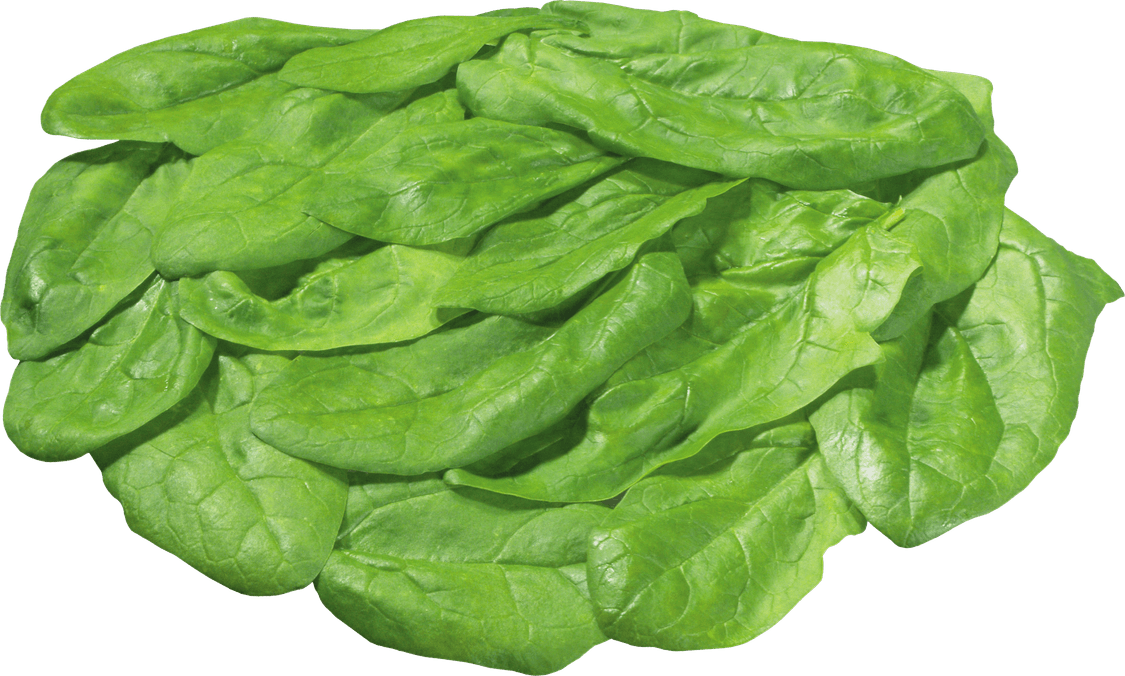 Butterhead Lettuce PNG