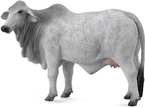 Indian White Cow PNG