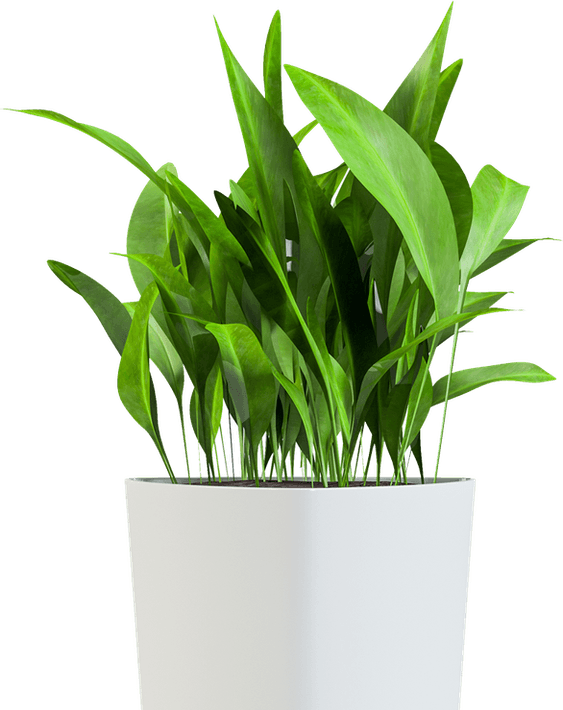 Planter PNG