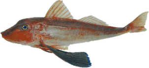Stargazer Fish PNG