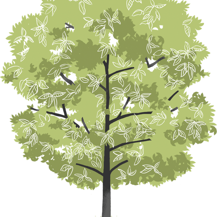 Walnut Tree PNG