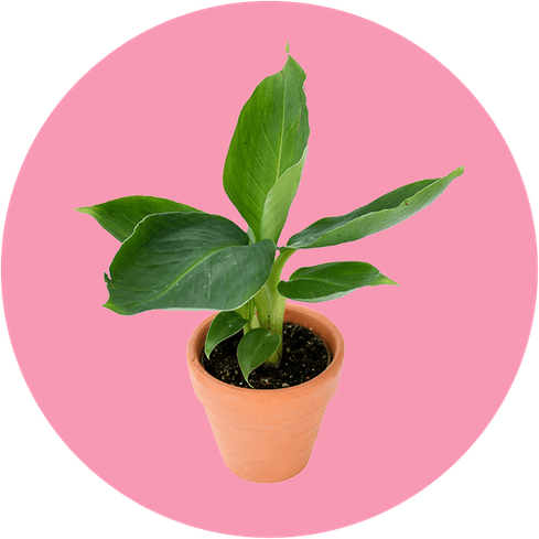 Plant Mom Aesthetics Theme PNG