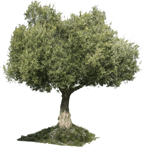Olive Tree PNG