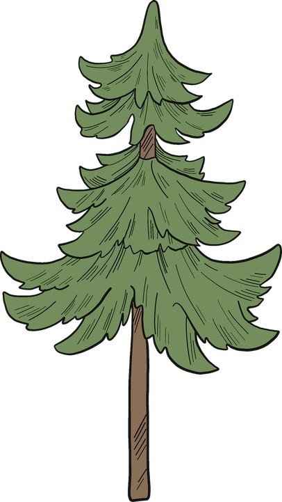 Evergreen Tree PNG
