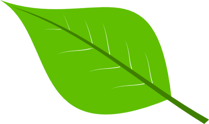 Cartoon Leaves PNG
