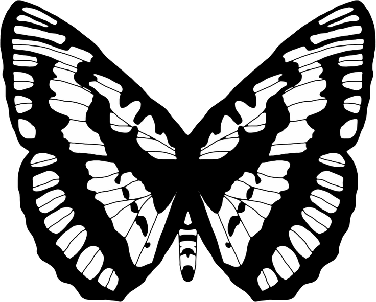 Butterfly Black And White PNG