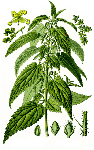 Nettle PNG