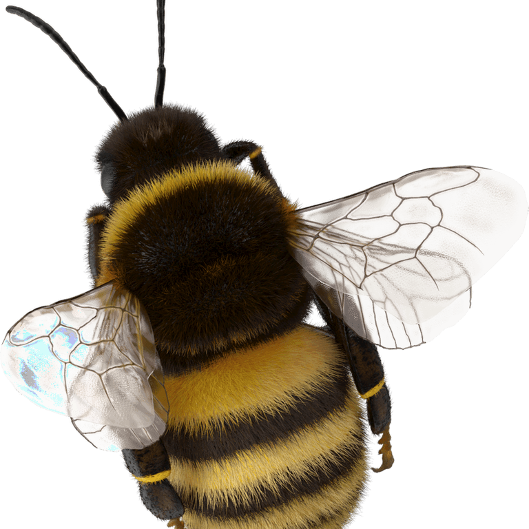 Bumblebee Insect PNG