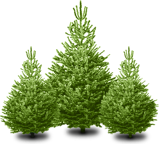 Trees Christmas PNG