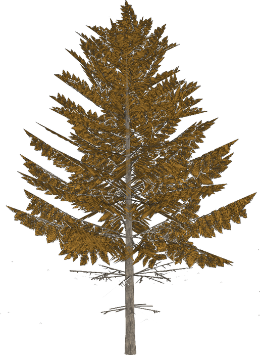 Larch Tree PNG