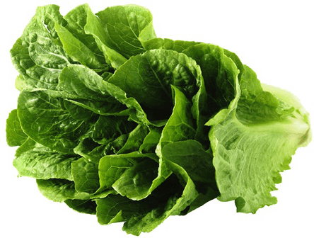 Lettuce PNG